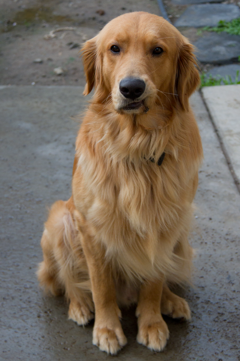 Charlie Golden Retriever Edward Frye